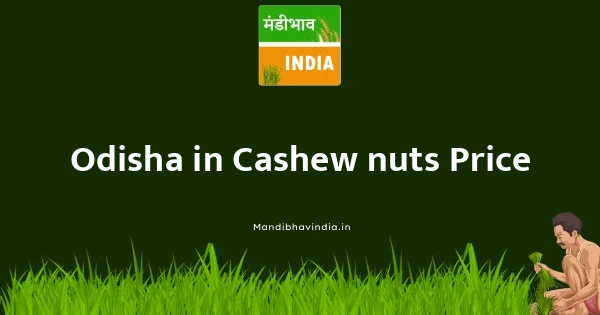 Cashew nuts भाव